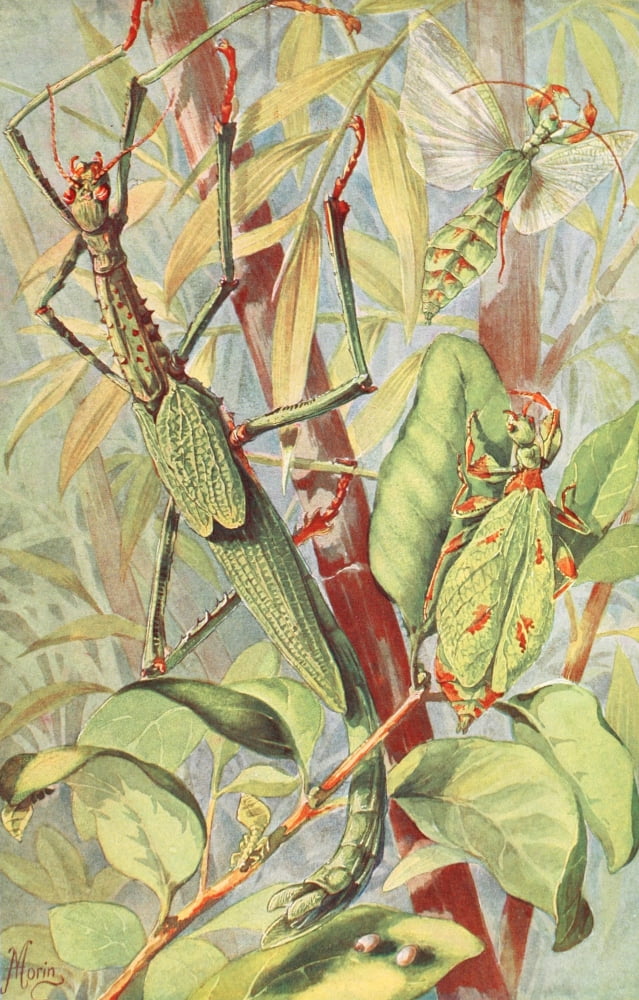 Brehms Tierleben 1911 Leaf & Stick Insects Canvas Art - H Morin (24 x 36)