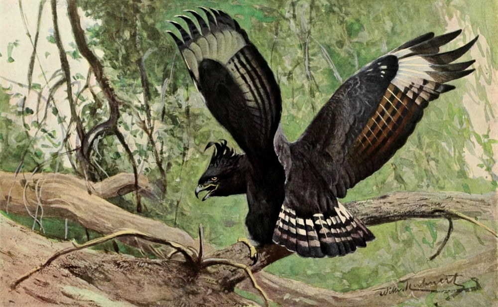 Brehms Tierleben 1911 Long-crested Eagle Canvas Art - FW Kuhnert (24 x 36)