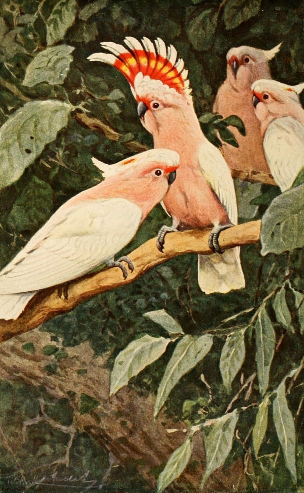 Brehms Tierleben 1911 Major Mitchells Cockatoo Canvas Art - FW Kuhnert (18 x 24)