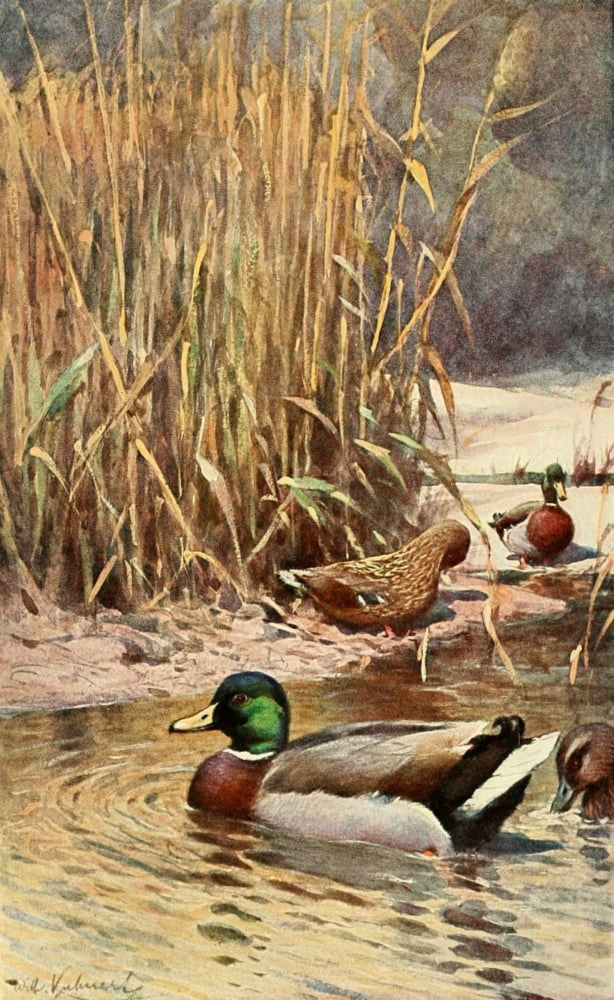 Brehms Tierleben 1911 Mallard Canvas Art - FW Kuhnert (24 x 36)