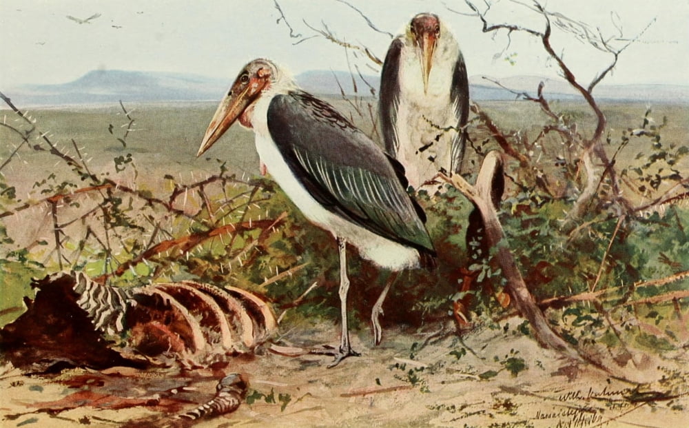 Brehms Tierleben 1911 Marabou Stork Canvas Art - FW Kuhnert (18 x 24)