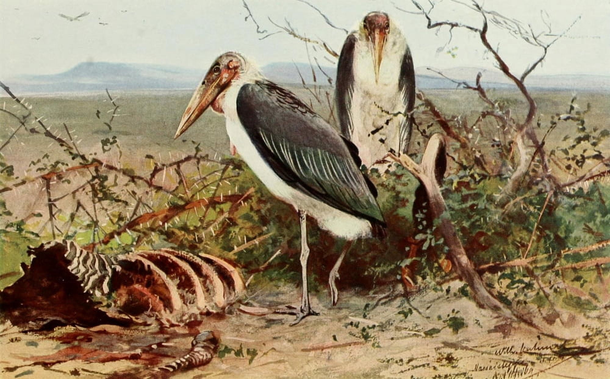 Brehms Tierleben 1911 Marabou Stork Canvas Art - FW Kuhnert (24 x 36)