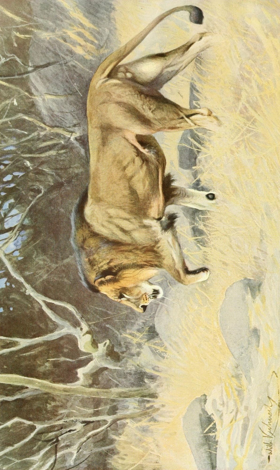 Brehms Tierleben 1911 Masai Lion Canvas Art - Friedrich Wilhelm Kuhnert (24 x 36)