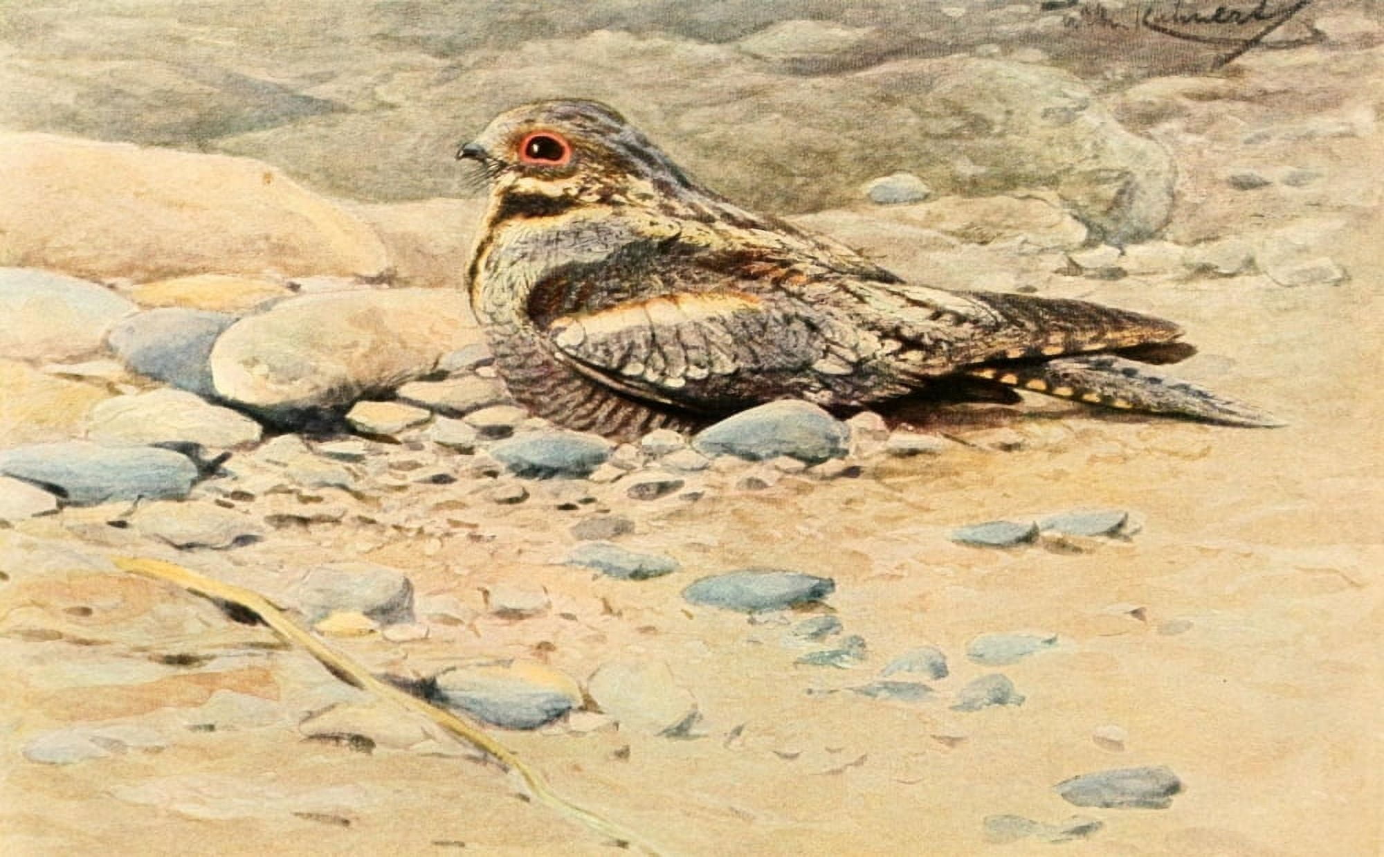 Brehms Tierleben 1911 Nightjar Canvas Art - FW Kuhnert (24 x 36)