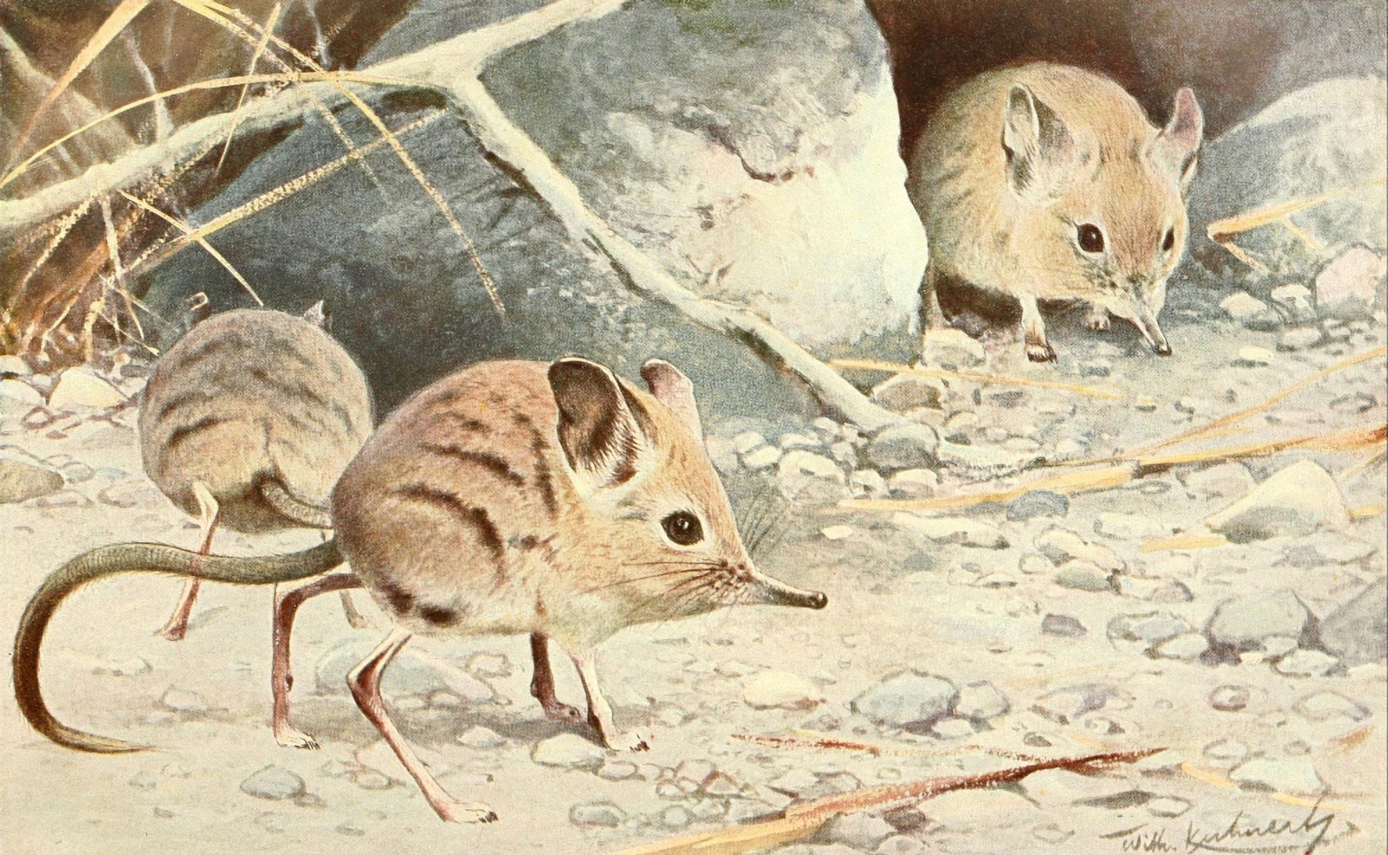 Brehms Tierleben 1911 North African Elephant Shrew Canvas Art - FW Kuhnert (18 x 24)