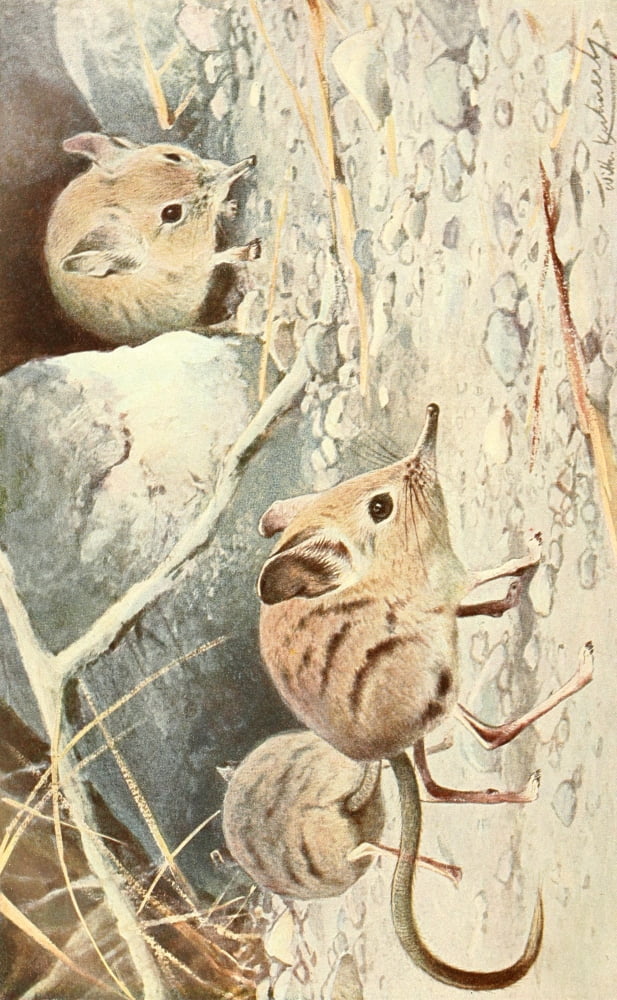 Brehms Tierleben 1911 North African Elephant Shrew Canvas Art - Friedrich Wilhelm Kuhnert (18 x 24)