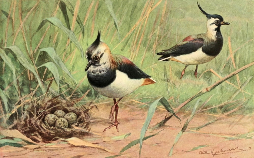 Brehms Tierleben 1911 Northern Lapwing Canvas Art - FW Kuhnert (18 x 24)