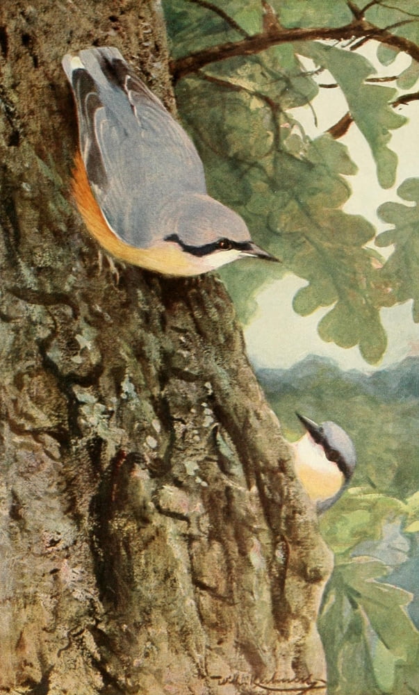 Brehms Tierleben 1911 Nuthatch Canvas Art - FW Kuhnert (18 x 24)
