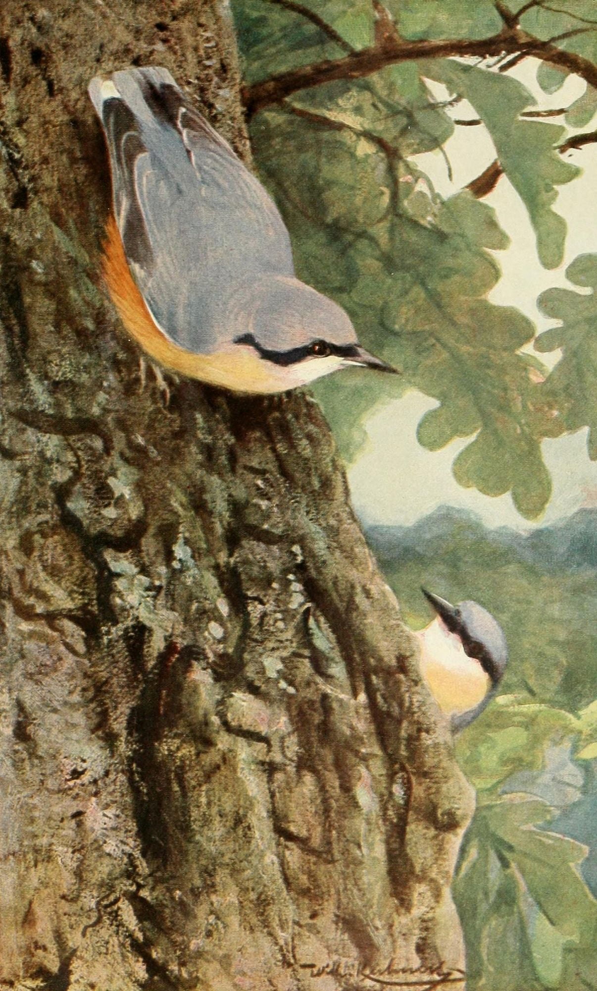 Brehms Tierleben 1911 Nuthatch Canvas Art - FW Kuhnert (24 x 36)