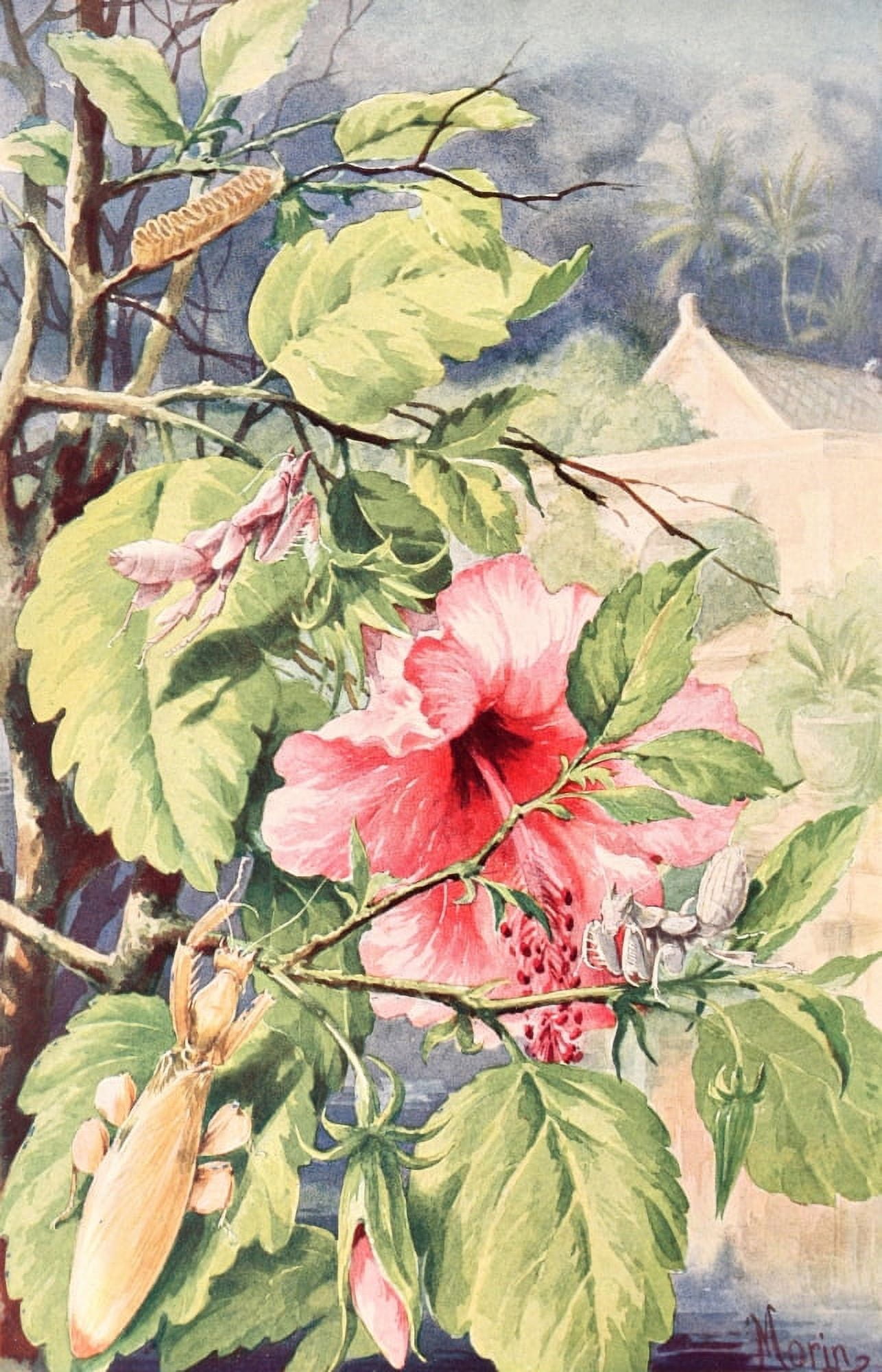 Brehms Tierleben 1911 Orchid Mantis Canvas Art - H Morin (24 x 36)