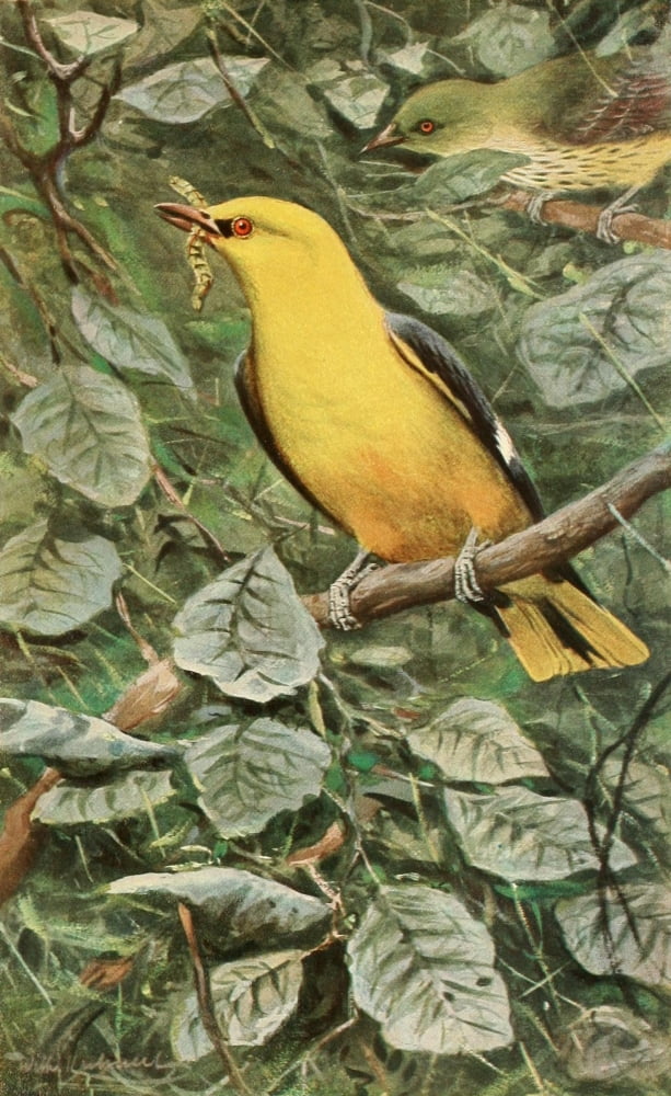 Brehms Tierleben 1911 Oriole Canvas Art - FW Kuhnert (18 x 24)