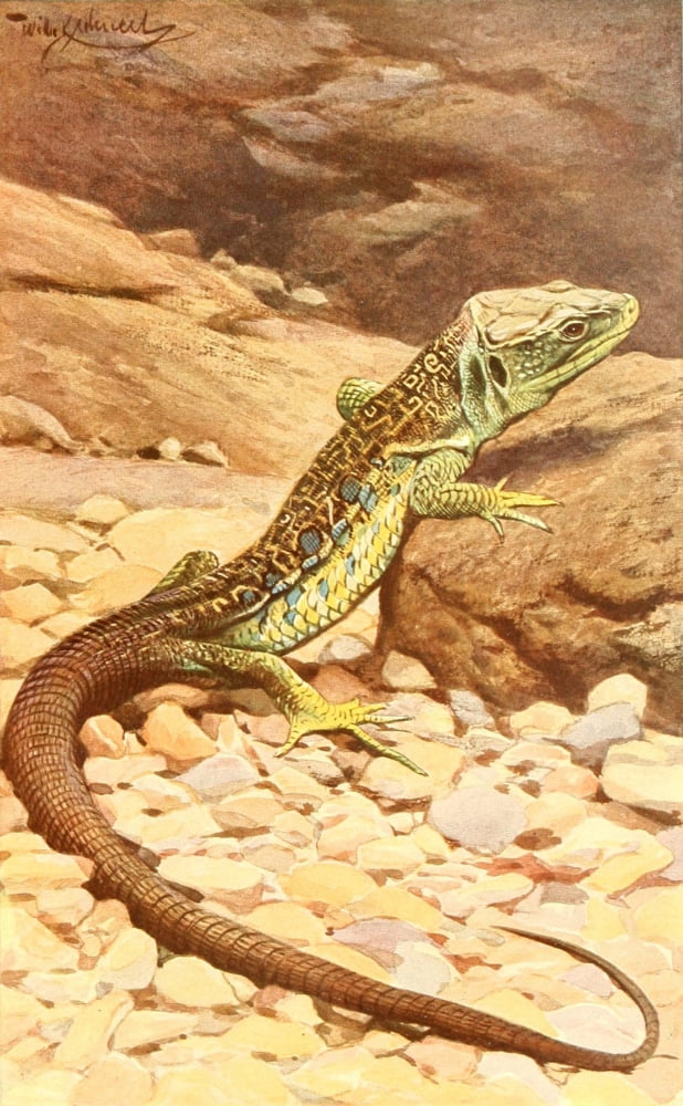 Brehms Tierleben 1911 Oscellated Lizard Canvas Art - FW Kuhnert (24 x 36)
