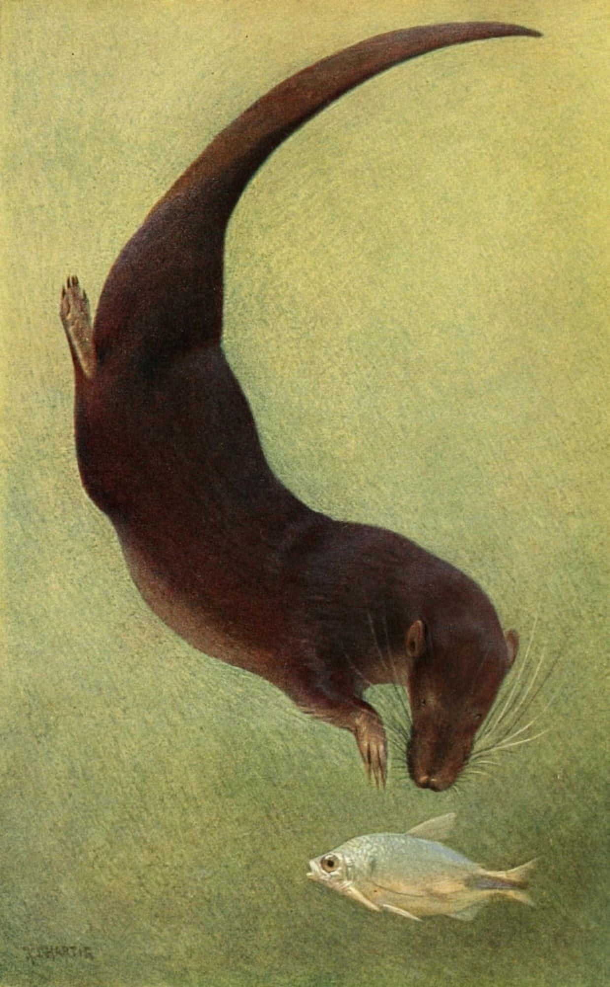 Brehms Tierleben 1911 Otter Shrew Canvas Art - Karl Ludwig Hartig (18 x 24)