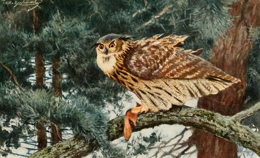Brehms Tierleben 1911 Owl Canvas Art - FW Kuhnert (18 x 24)