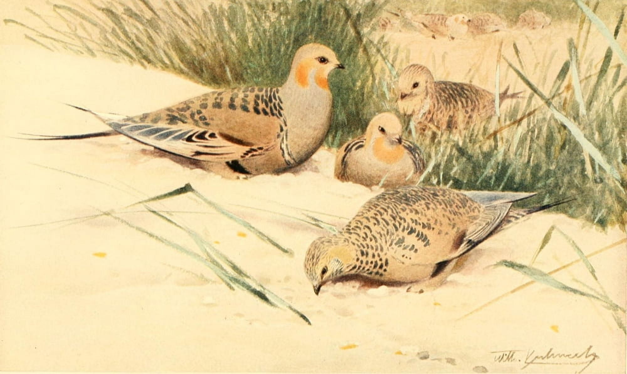 Brehms Tierleben 1911 Pallass Sandgrouse Canvas Art - FW Kuhnert (18 x 24)