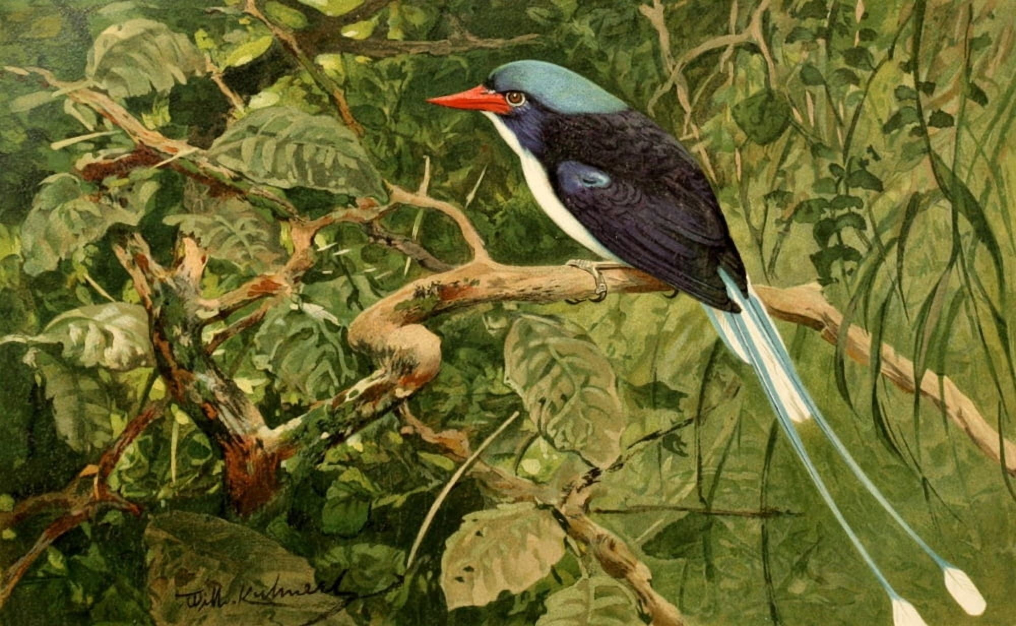 Brehms Tierleben 1911 Paradise Kingfisher Canvas Art - FW Kuhnert (24 x 36)
