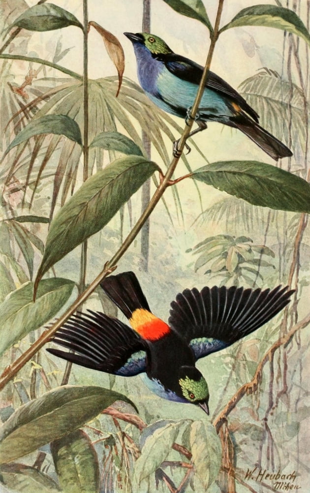 Brehms Tierleben 1911 Paradise Tanager Canvas Art - Walter Heubach (18 x 24)