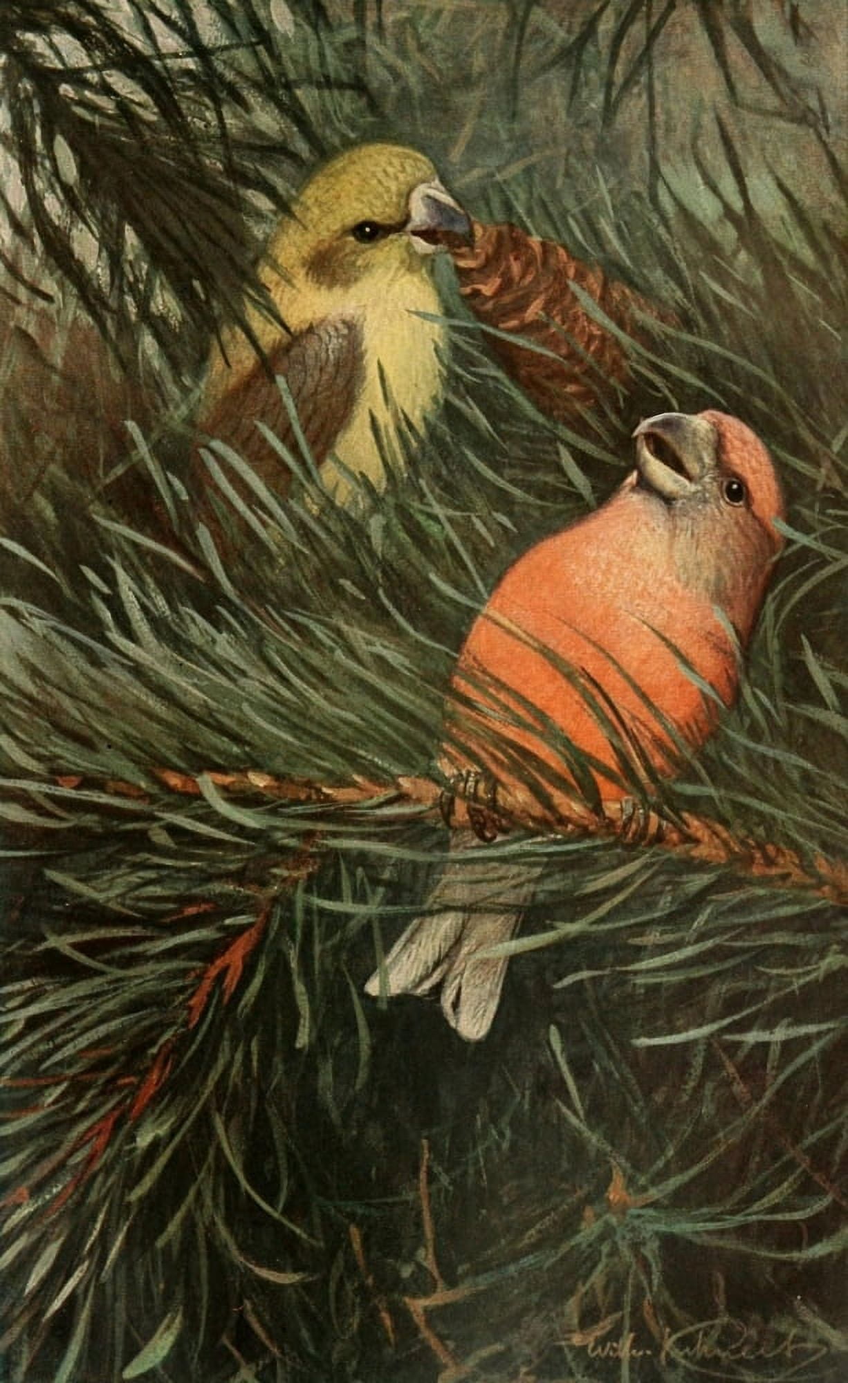 Brehms Tierleben 1911 Parrot Crossbill Canvas Art - FW Kuhnert (18 x 24)