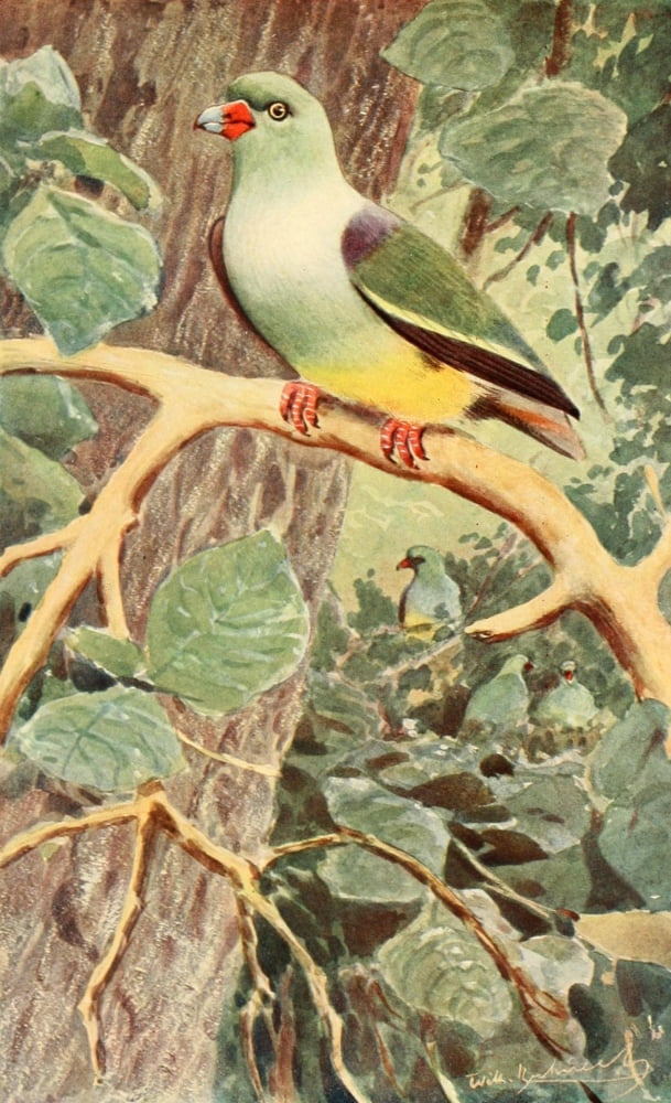 Brehms Tierleben 1911 Parrot Pigeon Canvas Art - FW Kuhnert (18 x 24)