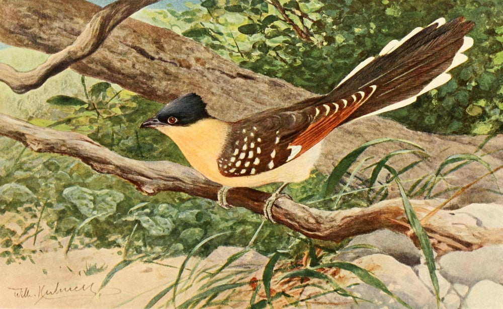 Brehms Tierleben 1911 Polka Cuckoo Canvas Art - FW Kuhnert (18 x 24)