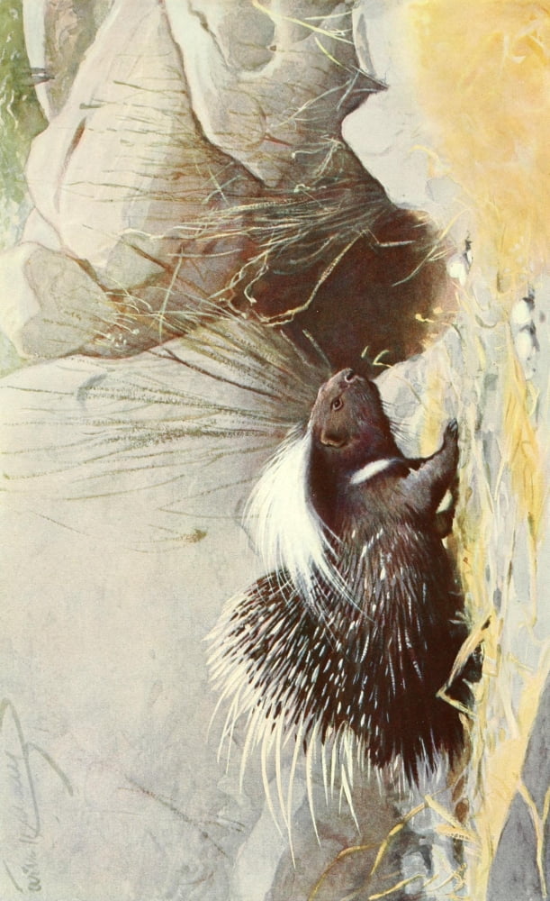 Brehms Tierleben 1911 Porcupine 2 Canvas Art - Karl Ludwig Hartig (24 x 36)