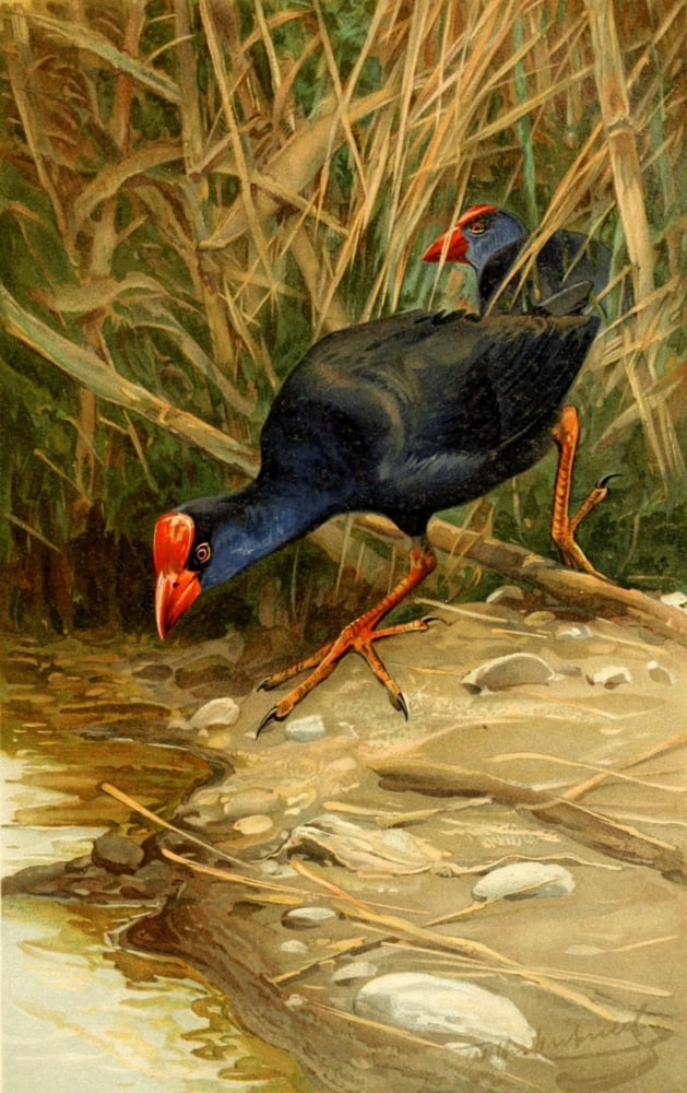 Brehms Tierleben 1911 Purple Swamphen Canvas Art - FW Kuhnert (24 x 36)