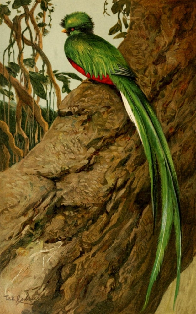 Brehms Tierleben 1911 Quetzal Canvas Art - FW Kuhnert (18 x 24)