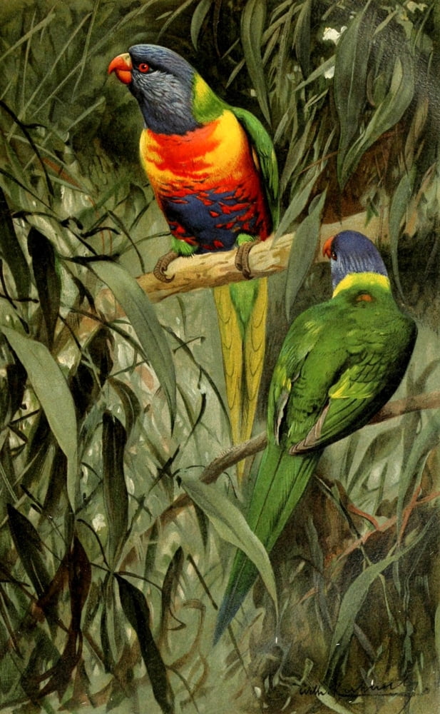 Brehms Tierleben 1911 Rainbow Lorikeet Canvas Art - FW Kuhnert (18 x 24)