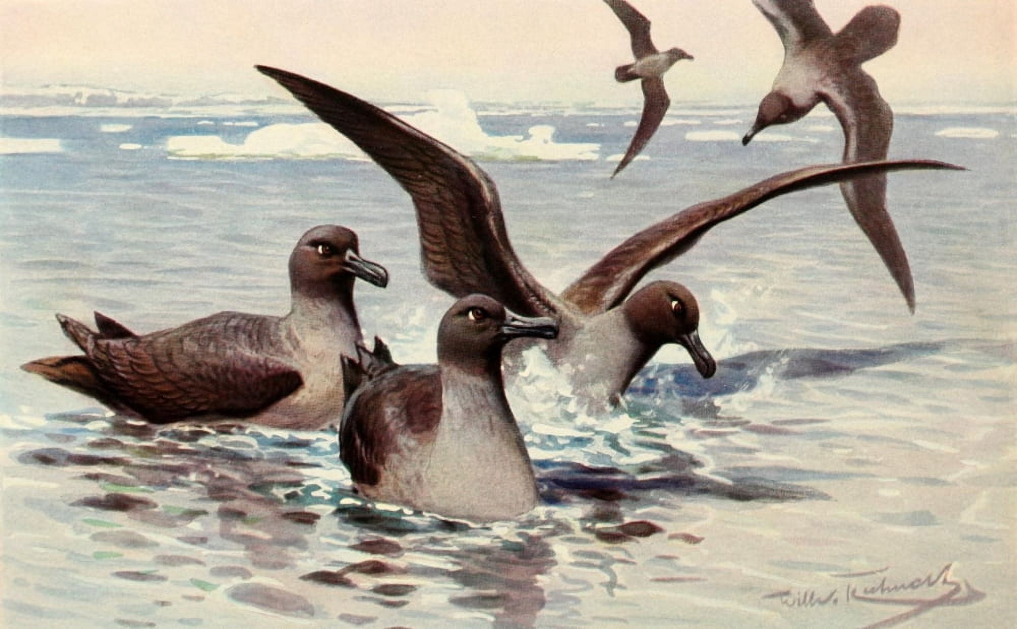 Brehms Tierleben 1911 Rauchgrauer Albatross Canvas Art - FW Kuhnert (24 x 36)