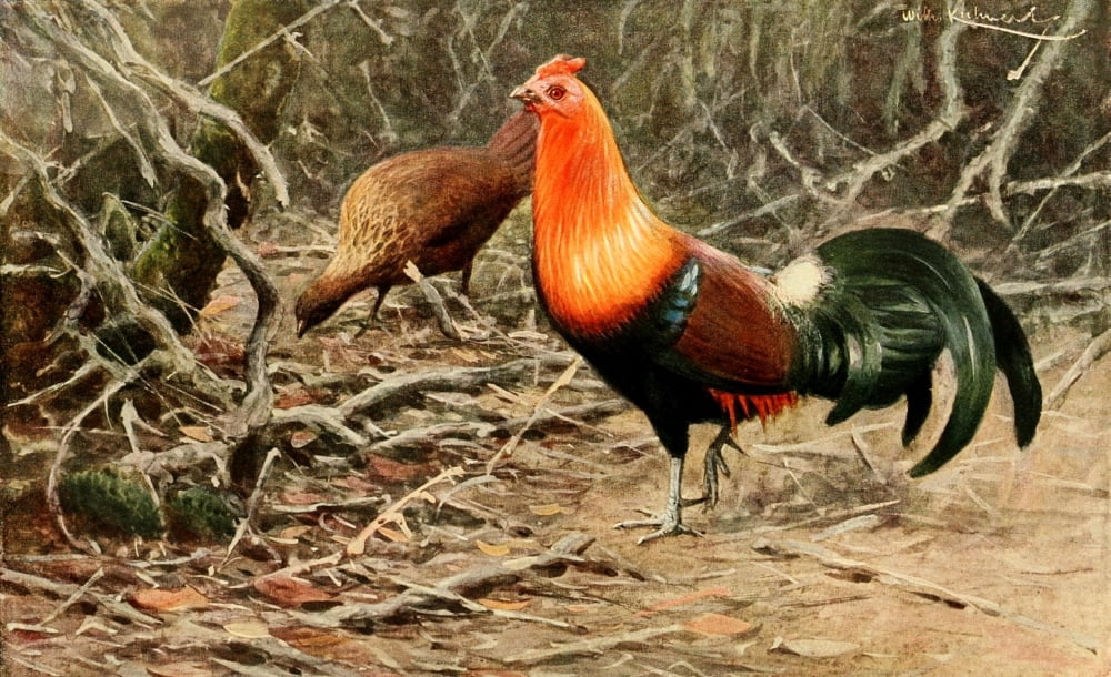 Brehms Tierleben 1911 Red Jungle Fowl Canvas Art - FW Kuhnert (24 x 36)