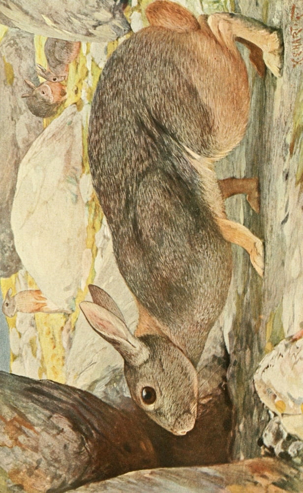 Brehms Tierleben 1911 Red Rock Hare Canvas Art - Karl Ludwig Hartig (18 x 24)