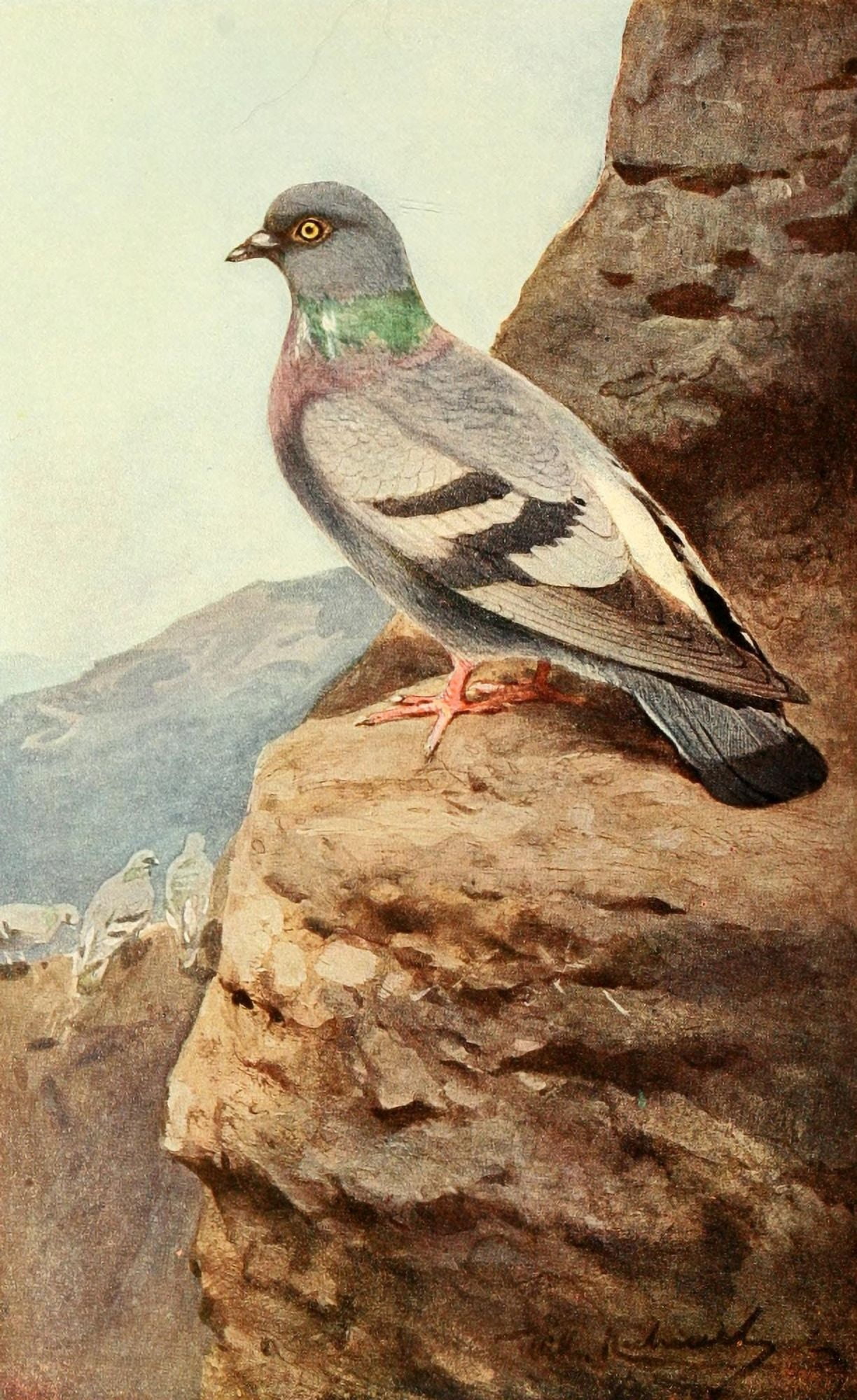 Brehms Tierleben 1911 Rock Dove Canvas Art - FW Kuhnert (24 x 36)