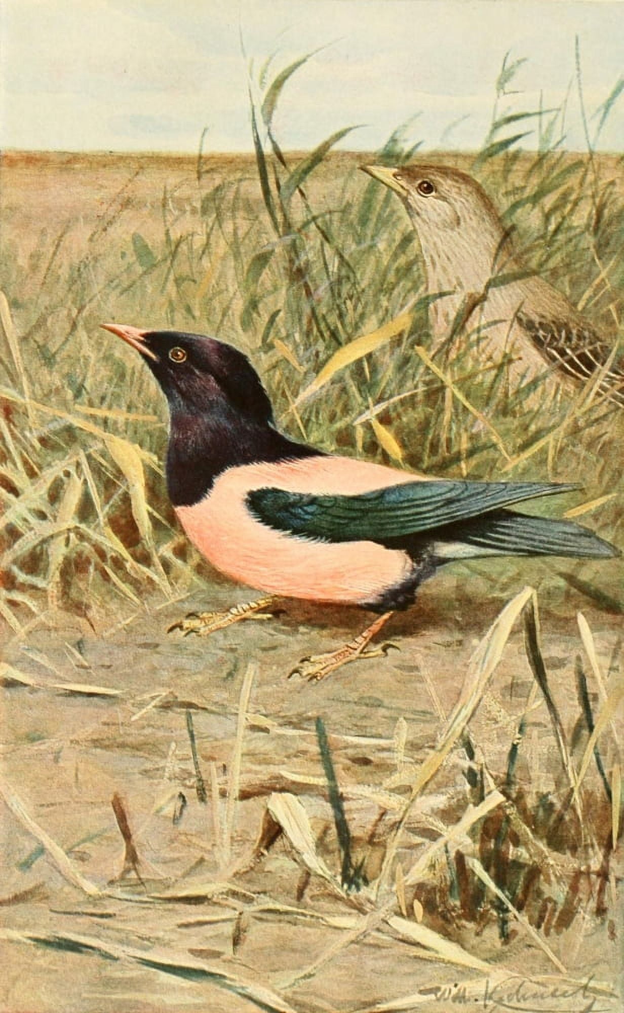Brehms Tierleben 1911 Rosy Starling Canvas Art - FW Kuhnert (18 x 24)