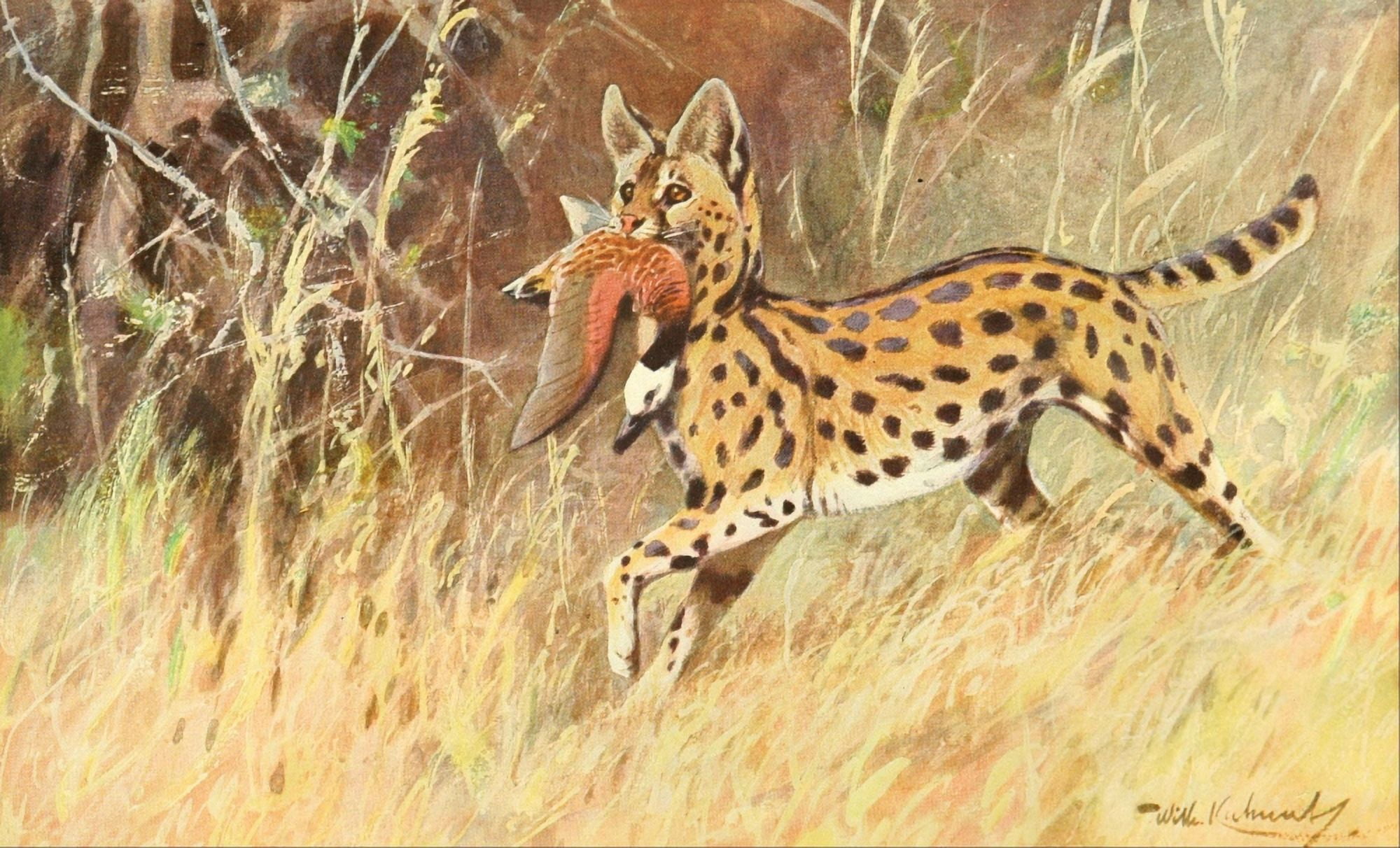 Brehms Tierleben 1911 Serval Canvas Art - FW Kuhnert (18 x 24)