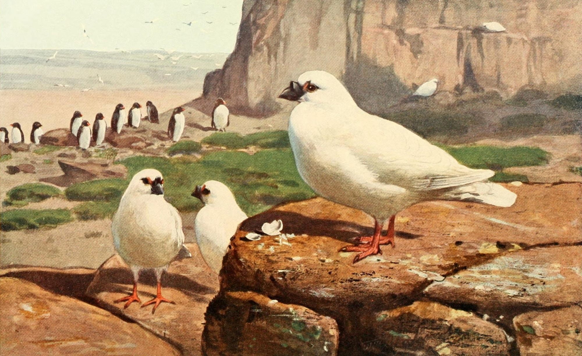 Brehms Tierleben 1911 Sheathbill Canvas Art - FW Kuhnert (24 x 36)