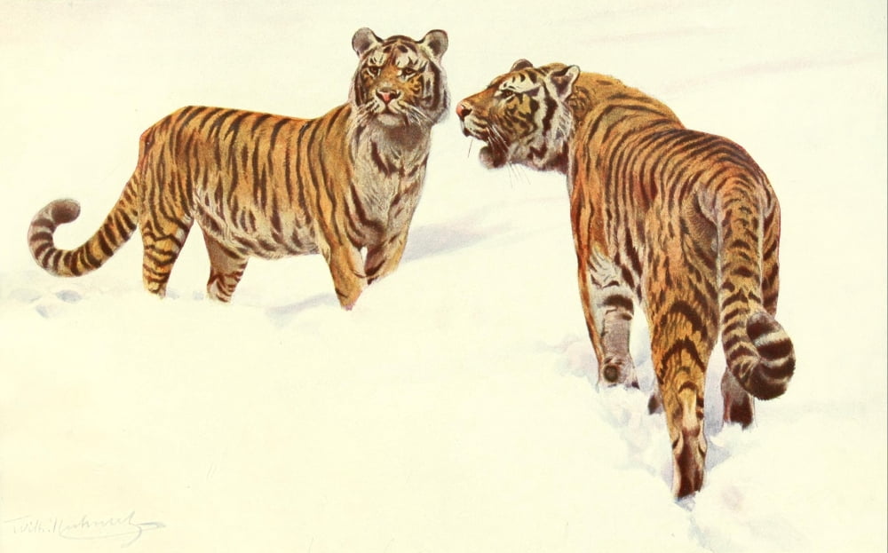 Brehms Tierleben 1911 Siberian Tiger Canvas Art - FW Kuhnert (24 x 36)