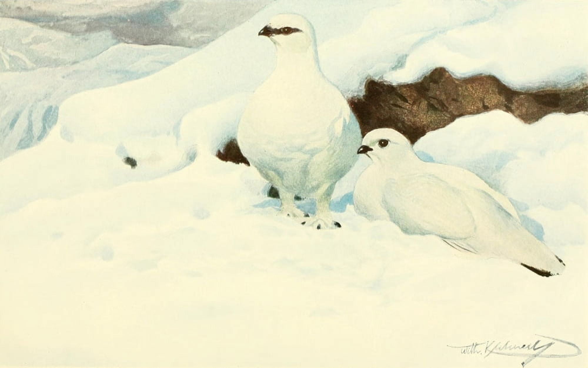 Brehms Tierleben 1911 Snow Grouse Canvas Art - FW Kuhnert (18 x 24)
