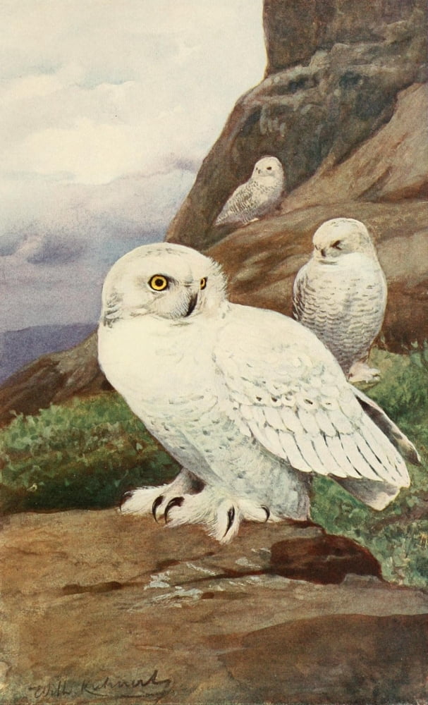 Brehms Tierleben 1911 Snowy Owl Canvas Art - FW Kuhnert (18 x 24)