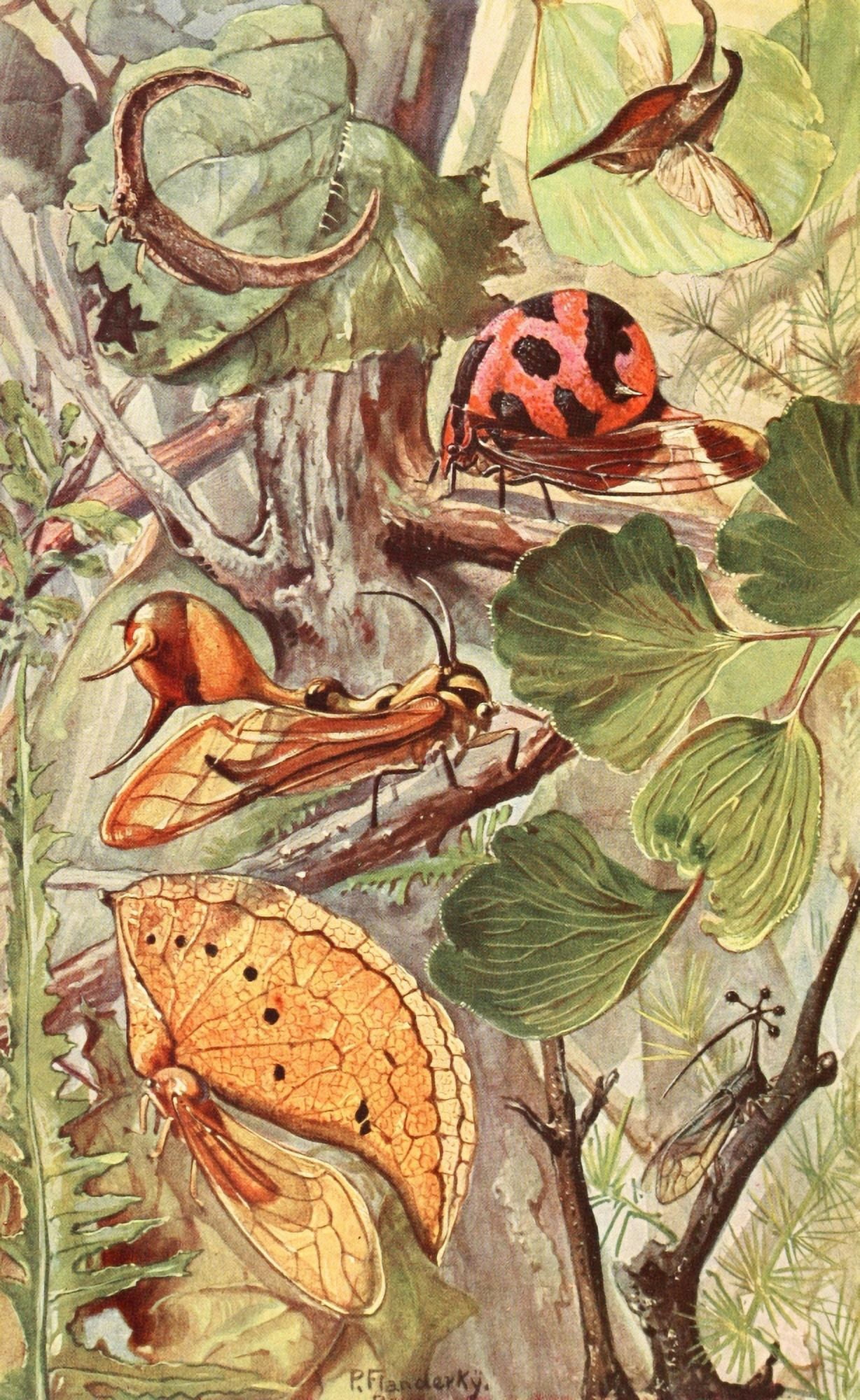 Brehms Tierleben 1911 South American Insects Canvas Art - Paul Flanderky (18 x 24)
