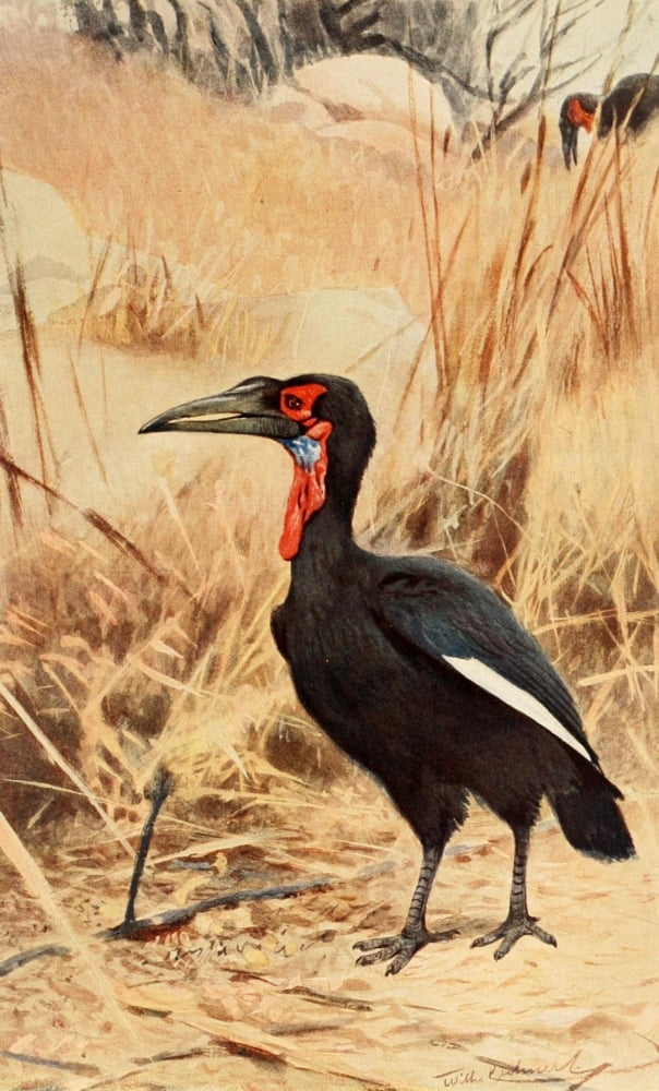 Brehms Tierleben 1911 Southern Ground Hornbill Canvas Art - Friedrich Wilhelm Kuhnert (18 x 24)