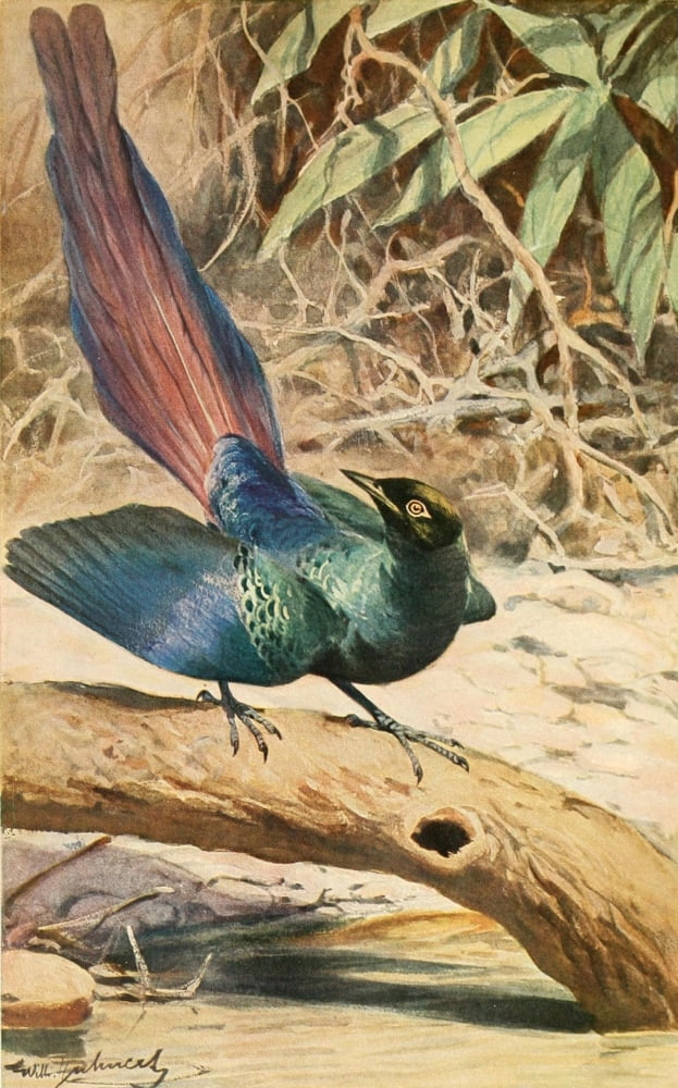 Brehms Tierleben 1911 Starling Canvas Art - FW Kuhnert (24 x 36)