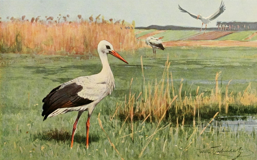 Brehms Tierleben 1911 Stork Canvas Art - FW Kuhnert (24 x 36)