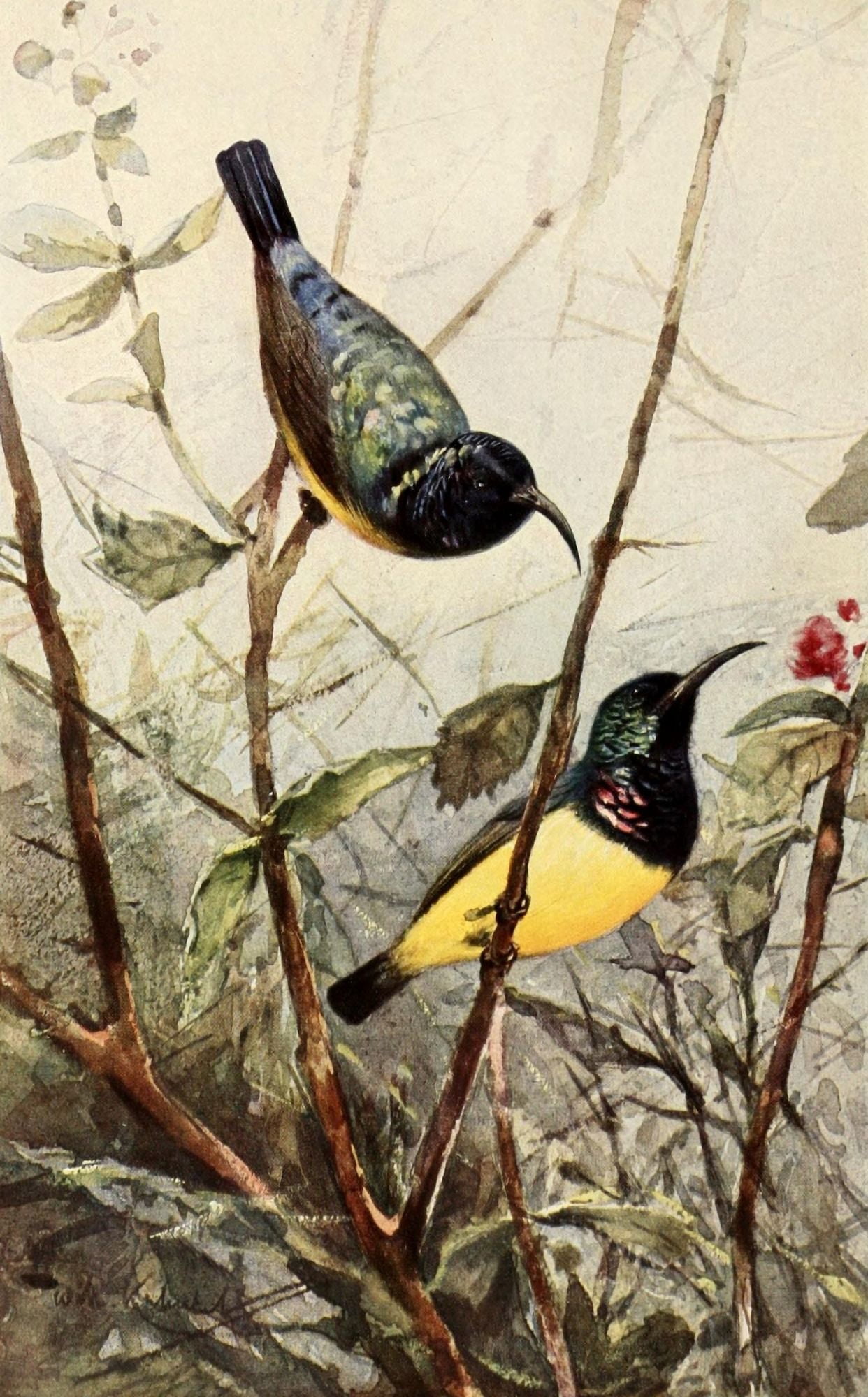 Brehms Tierleben 1911 Sunbirds Canvas Art - FW Kuhnert (24 x 36)