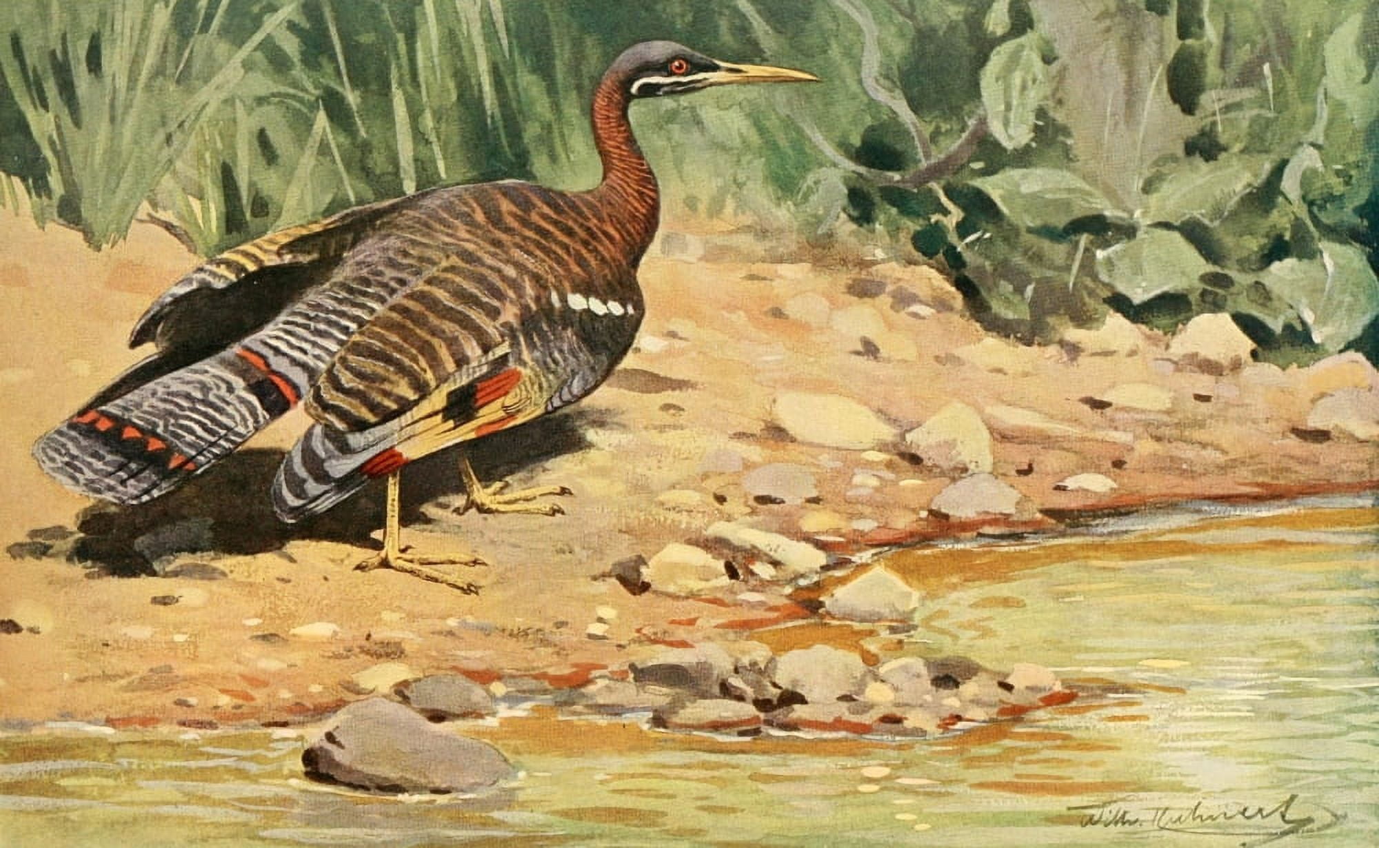 Brehms Tierleben 1911 Sunbittern Canvas Art - FW Kuhnert (18 x 24)