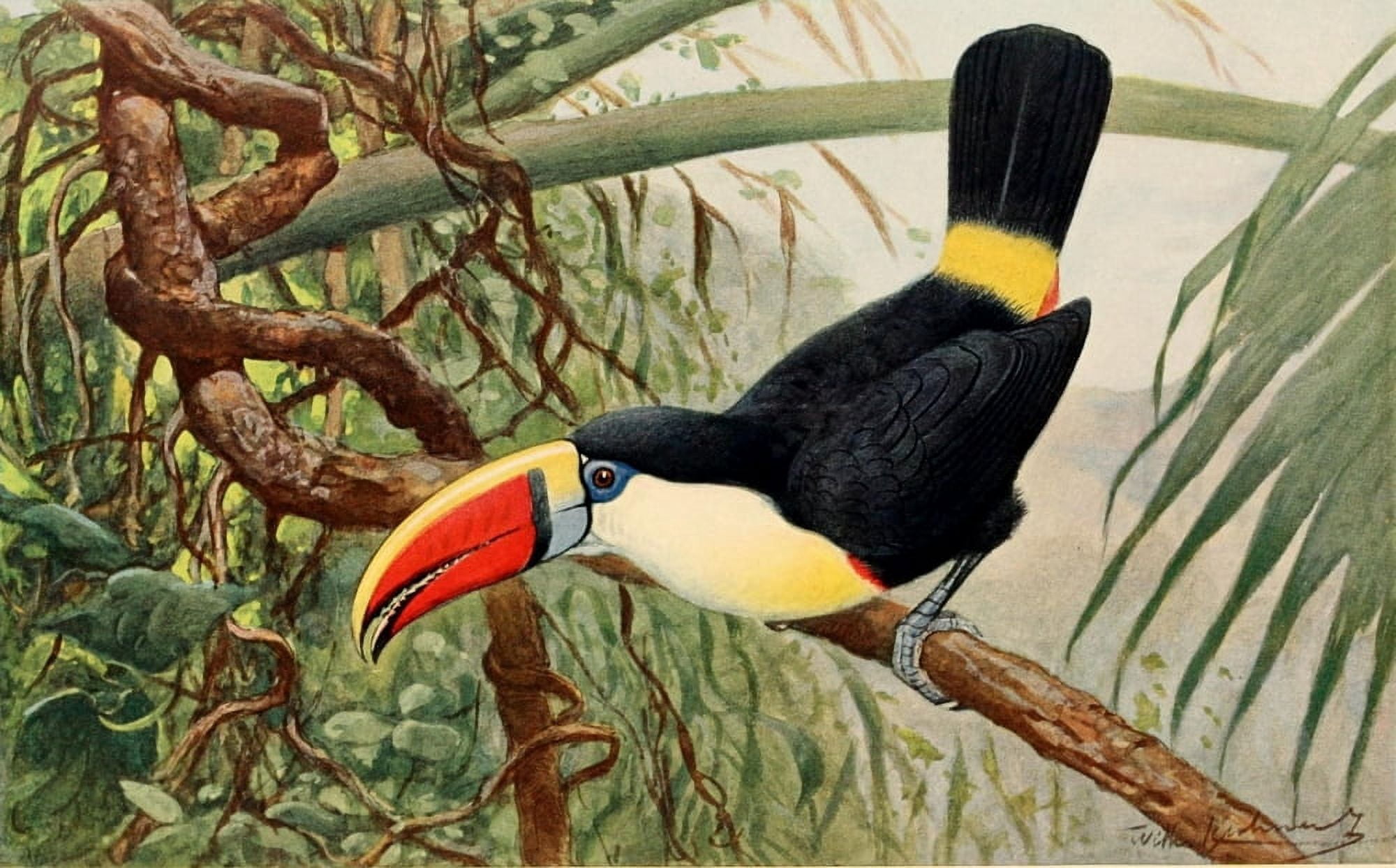 Brehms Tierleben 1911 Toucan Canvas Art - FW Kuhnert (18 x 24)