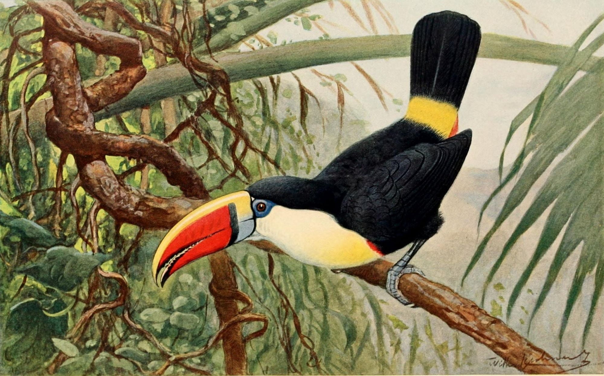 Brehms Tierleben 1911 Toucan Canvas Art - FW Kuhnert (24 x 36)