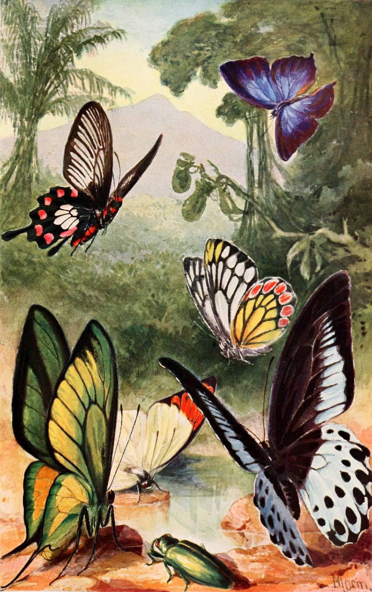 Brehms Tierleben 1911 Tropical Butterflies Canvas Art - H Morin (24 x 36)