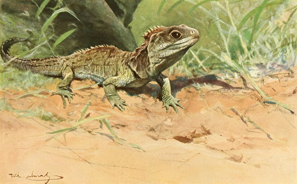 Brehms Tierleben 1911 Tuatara lizard Canvas Art - FW Kuhnert (24 x 36)