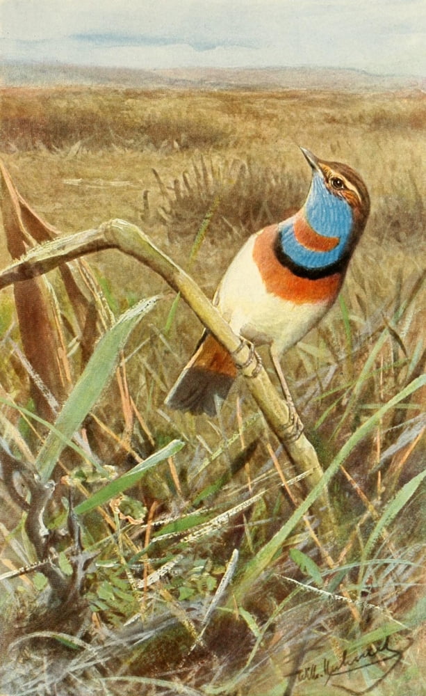 Brehms Tierleben 1911 Tundra Bluethroat Canvas Art - FW Kuhnert (24 x 36)