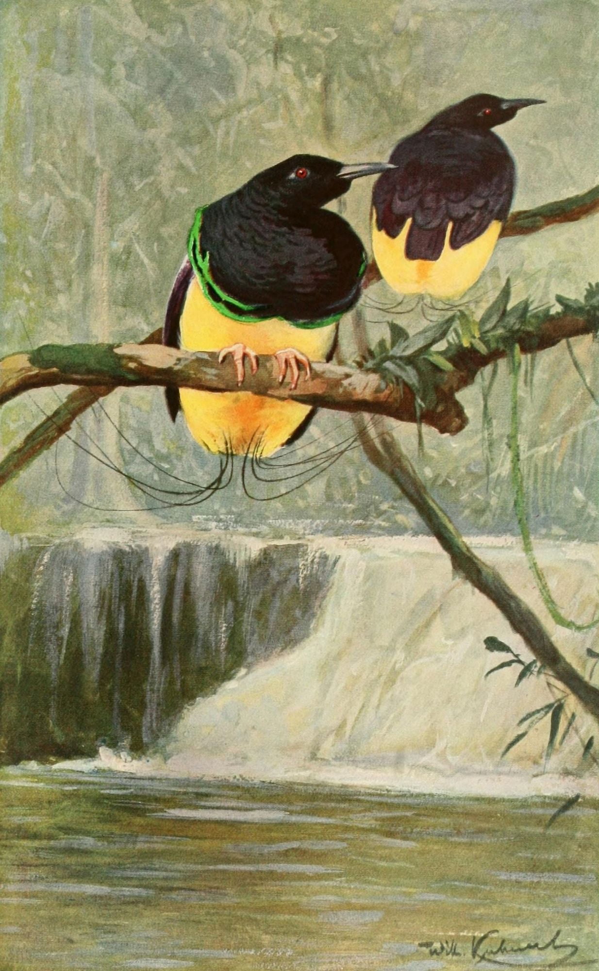 Brehms Tierleben 1911 Twelve-wired Bird of Paradise Canvas Art - FW Kuhnert (18 x 24)